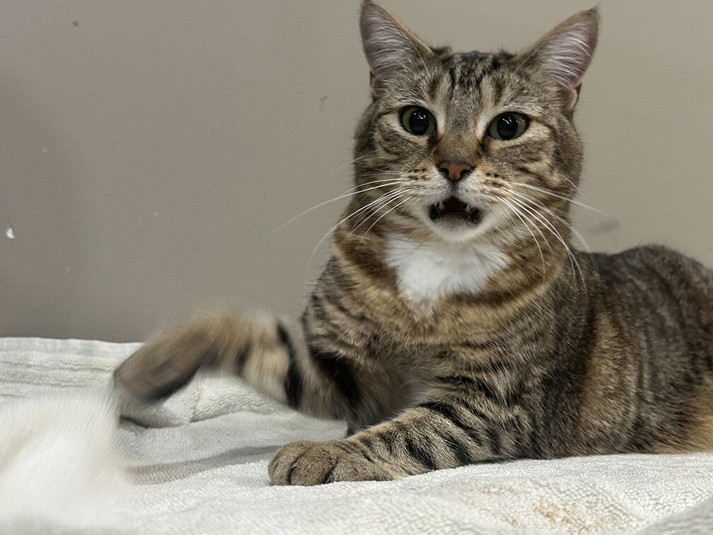 Cat 2